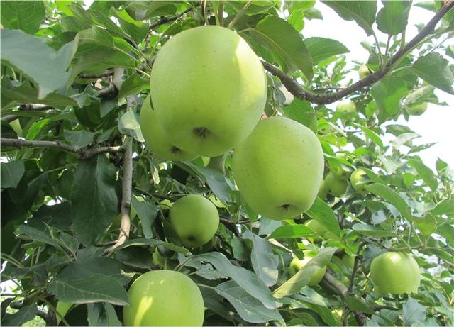 苹果树栽培技术|现代矮砧密植苹果园夏季修剪的基本思路