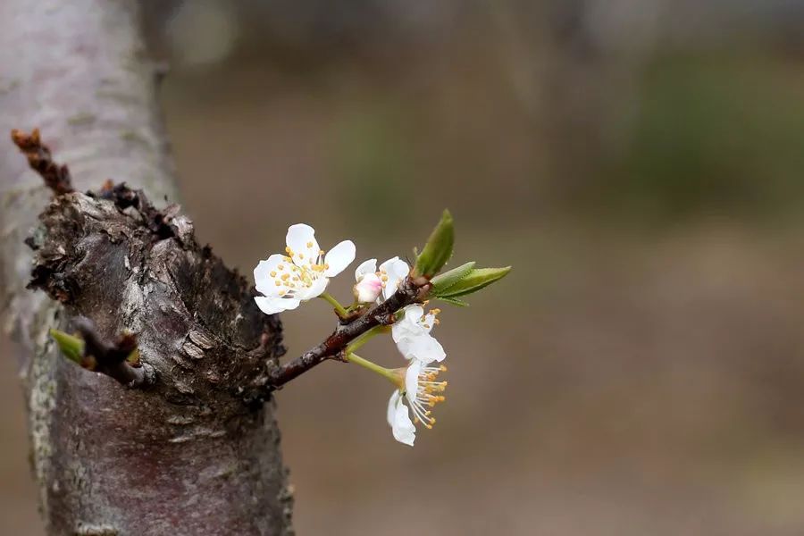 远远围墙,隐隐茅堂.桃花红,李花白,菜花黄.小园几许,收尽春光.