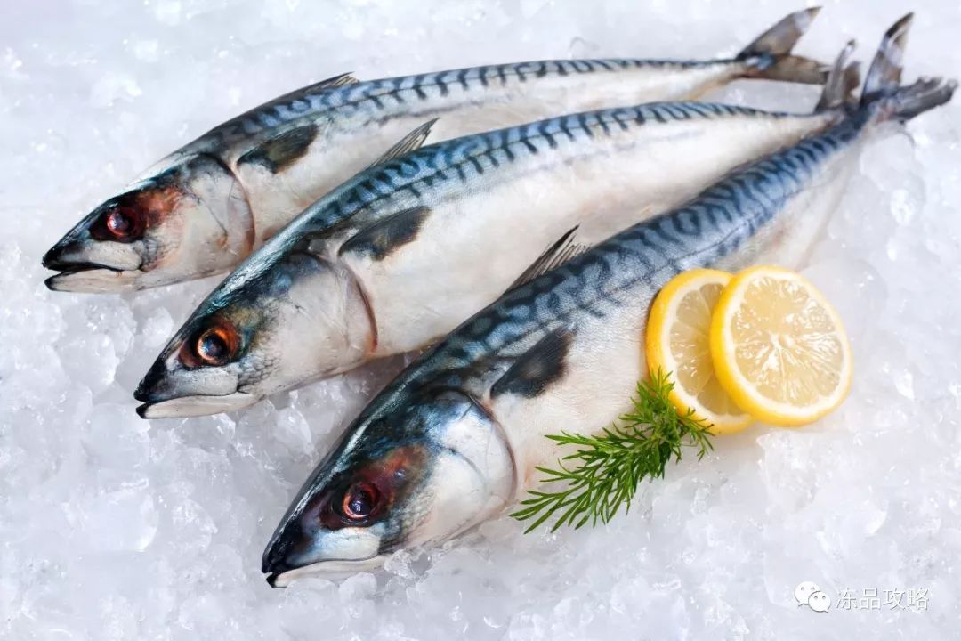 挪威海产出口1月速报:北极鳕鱼领航,鲐鲅鱼量额骤降20%