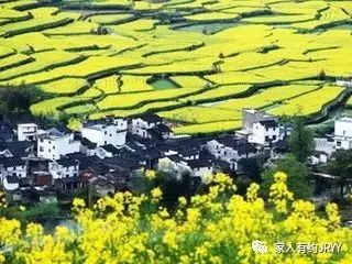 (三)五律*婺源江岭油菜花