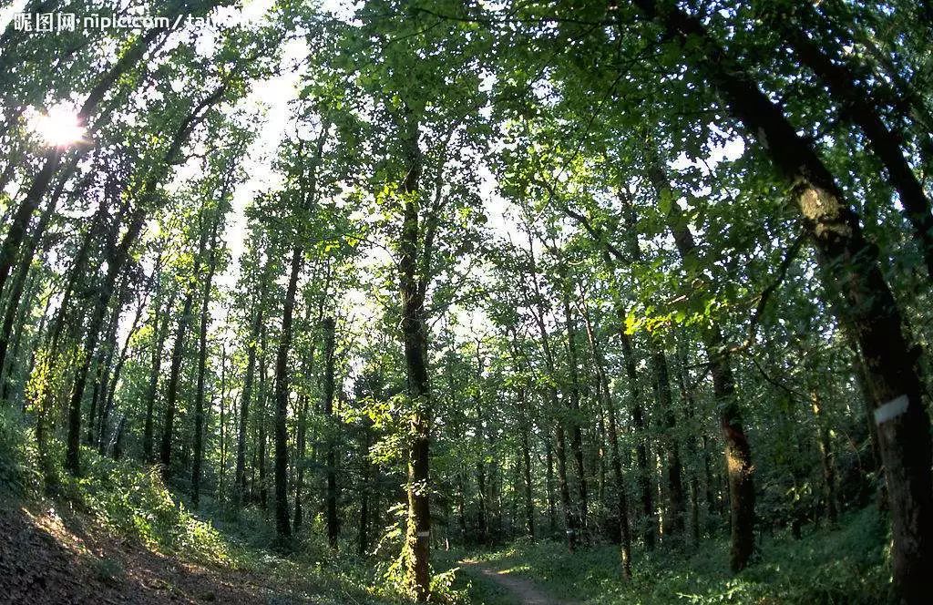 2015年全球森林面积是40亿公顷,约占整个陆地面积的31%,人均森林面积