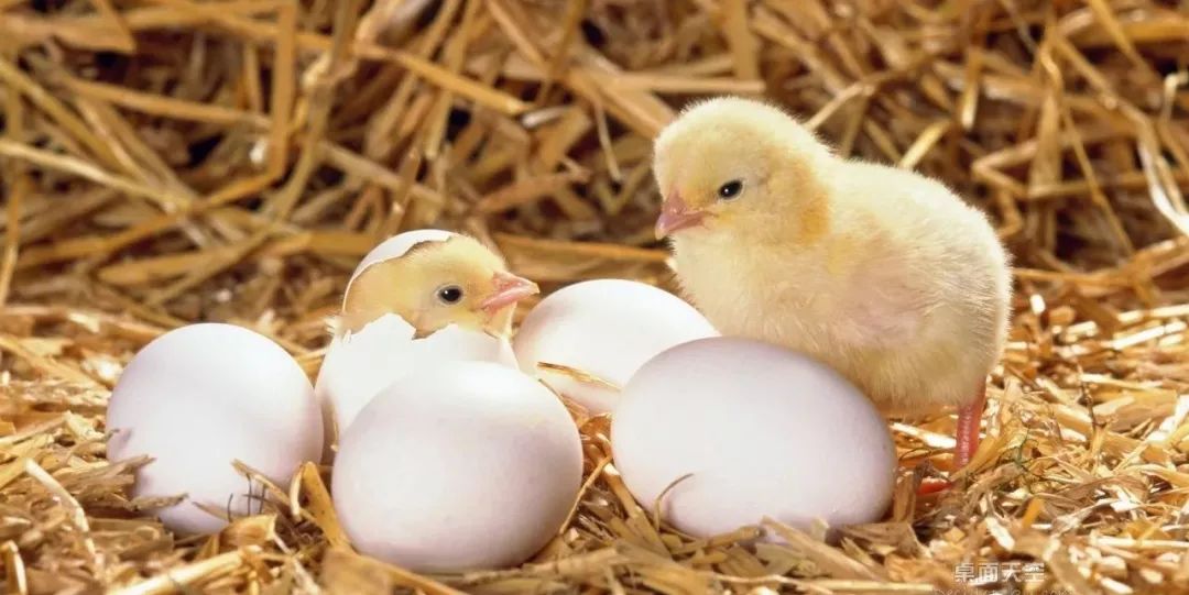 母鸡为何每天都要下蛋?鸡蛋竟然是母鸡的"月经"?