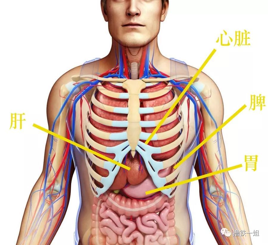 正文  硬生生切掉6根肋骨,代价是让自己的胃部,肝,脾甚至一部分心脏
