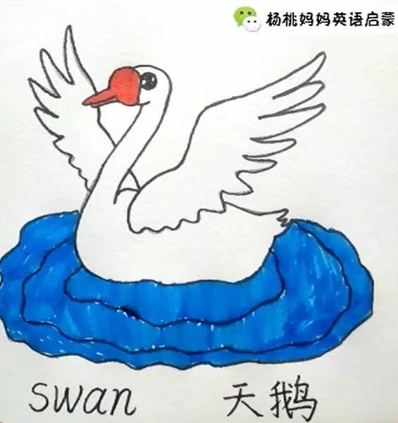 英语萌萌画 | swan天鹅