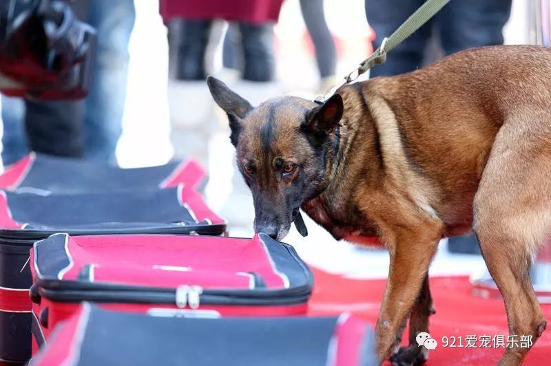 比赛之前,公安部警犬技术学校,公安部沈阳警犬基地的刘嘉义教官和徐澍