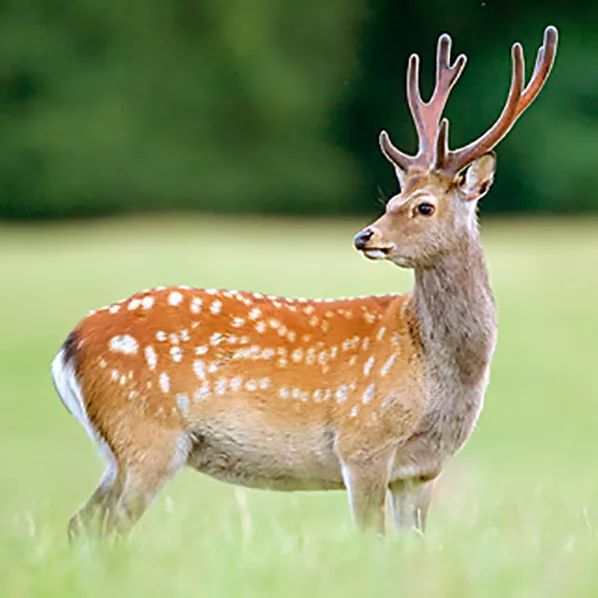 在鹿角脱落的冬季,或者面对不长角的母鹿的时候,则可以从尾巴和皮肤的