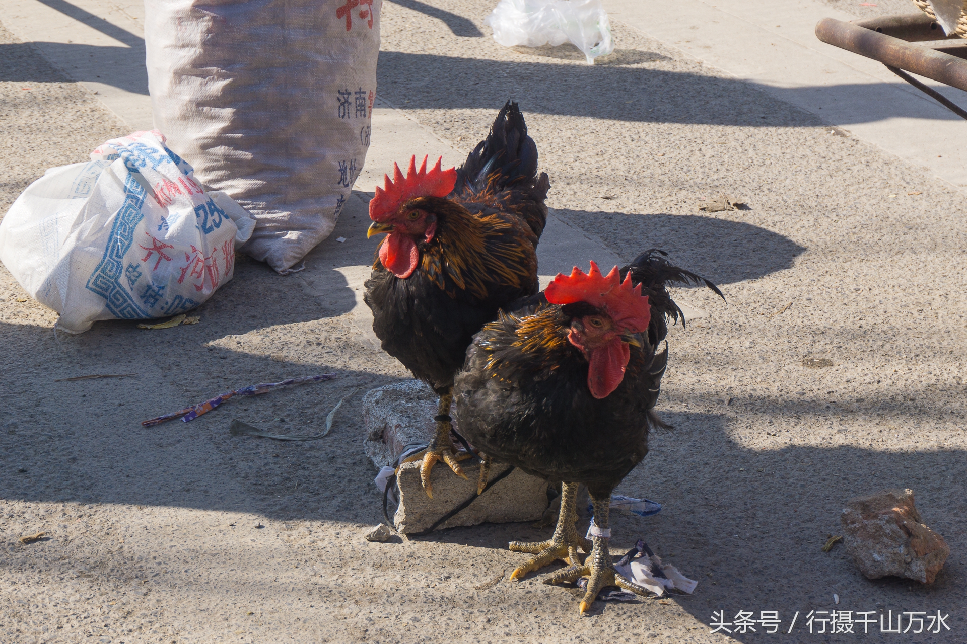 这两只漂亮的大公鸡,不知道被被谁买走呢?