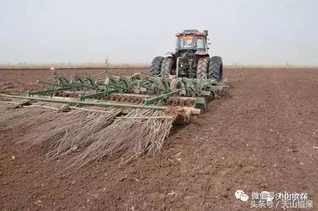 对耕翻后土壤墒情适宜的地块用联合整地机对角作业;对土壤较干,疙瘩较