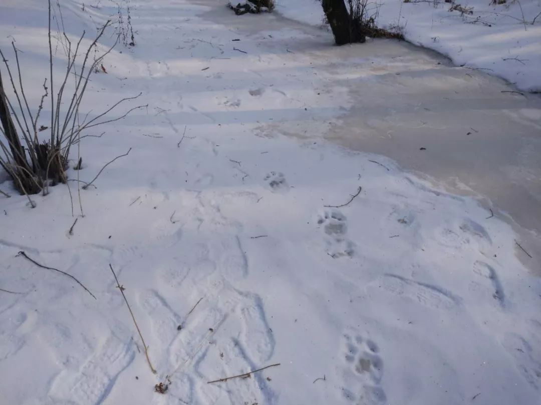 (雪地上留下的老虎足迹)