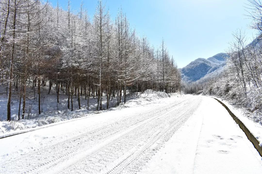 巴山"雪国"分外妖娆:再赏龙池雪景