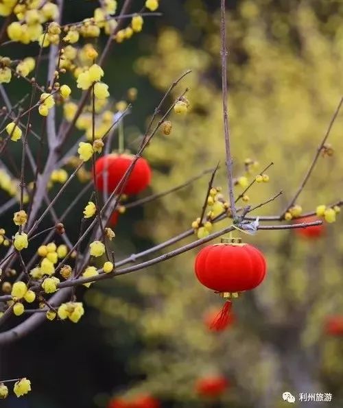 网络旺年-利州年味|大红灯笼高高挂,腊梅花香迎新春