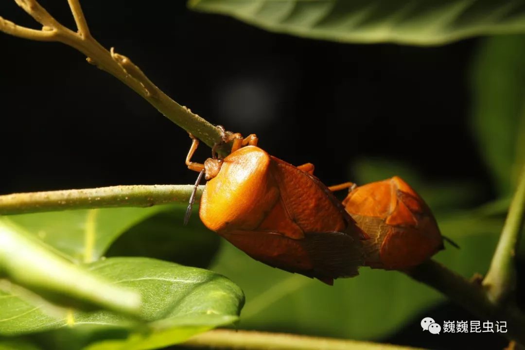 荔蝽 tessaratoma papillosa大型种类,棕色,是荔枝,龙眼的主要害虫.