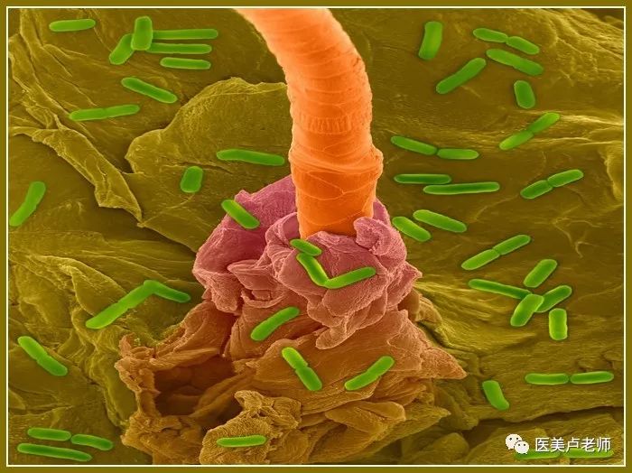 皮肤表面的细菌微生物