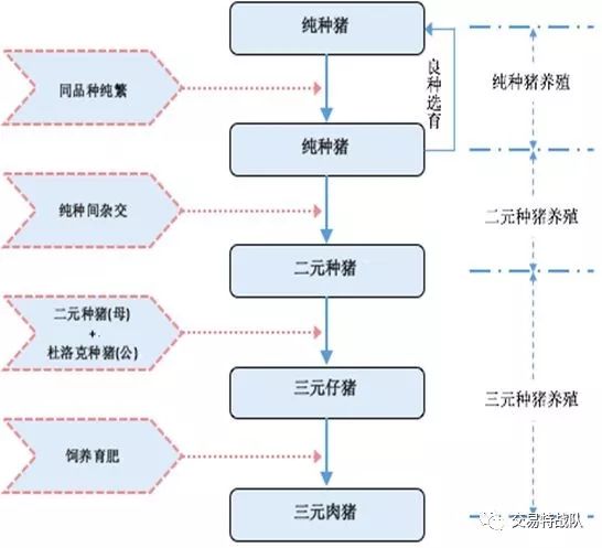 在我国,核心种猪来源长期依赖进口且长期处于"引种à维持à退化à再