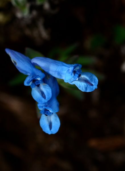 (花卉)高原上纯净的蓝色花