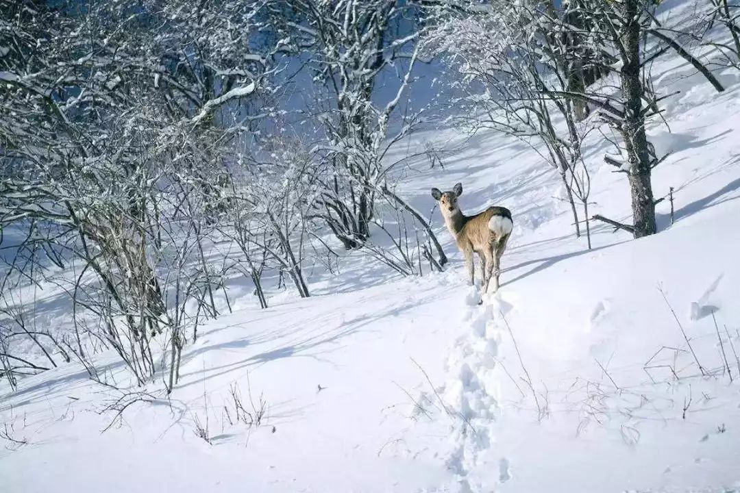 冬季滑雪好去处十大滑雪胜地安谈球吧体育利你(图5)