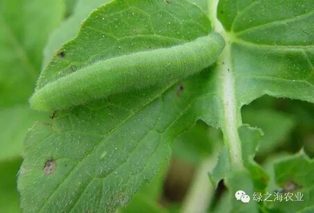 三分钟识别常见蔬菜病虫害图文并茂