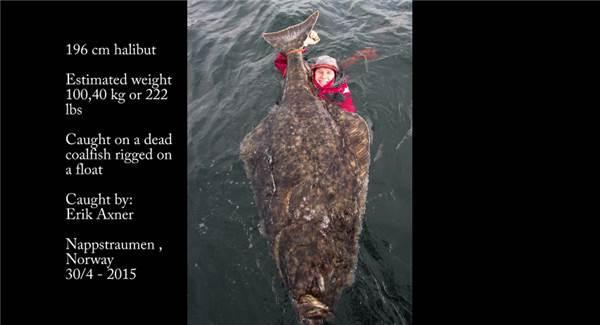 这只大西洋庸鲽身长将近两公尺,重达100公斤以上.