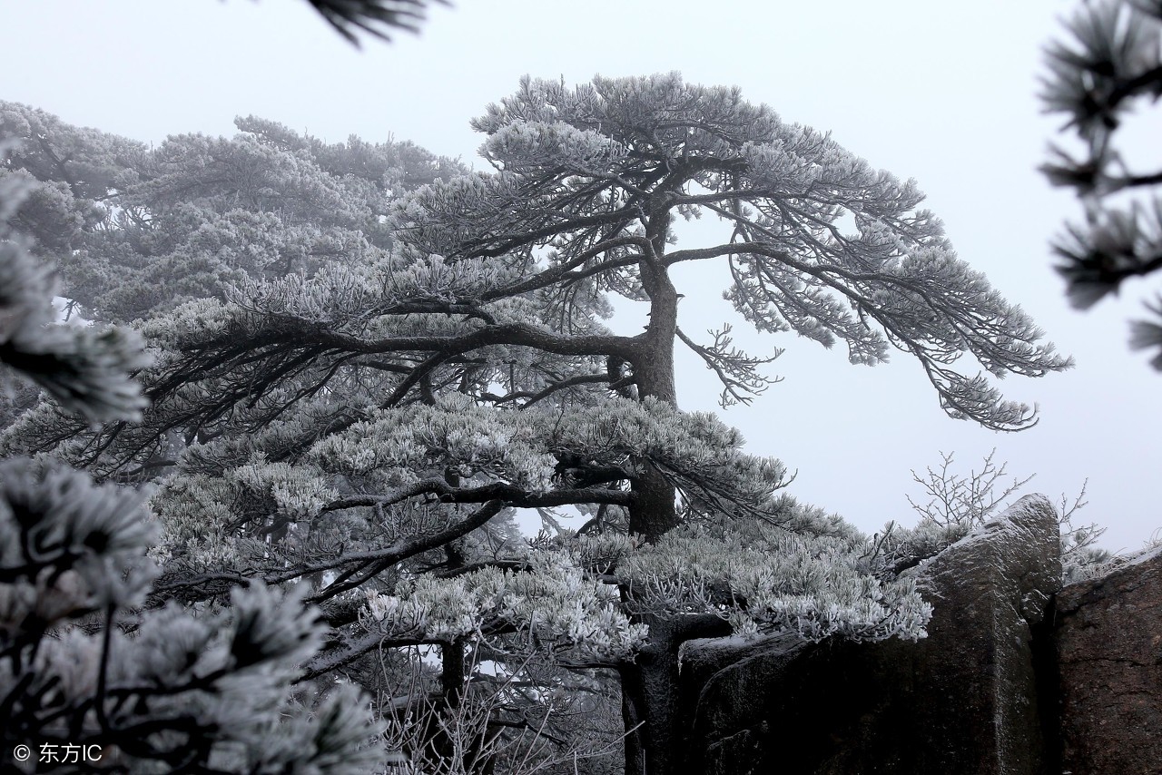 松树上的积雪图片素材-编号39953906-图行天下
