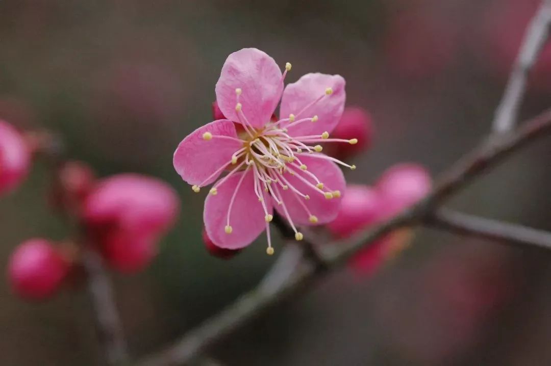 春暖花开赏梅去,梅花山的梅花你认识几种?