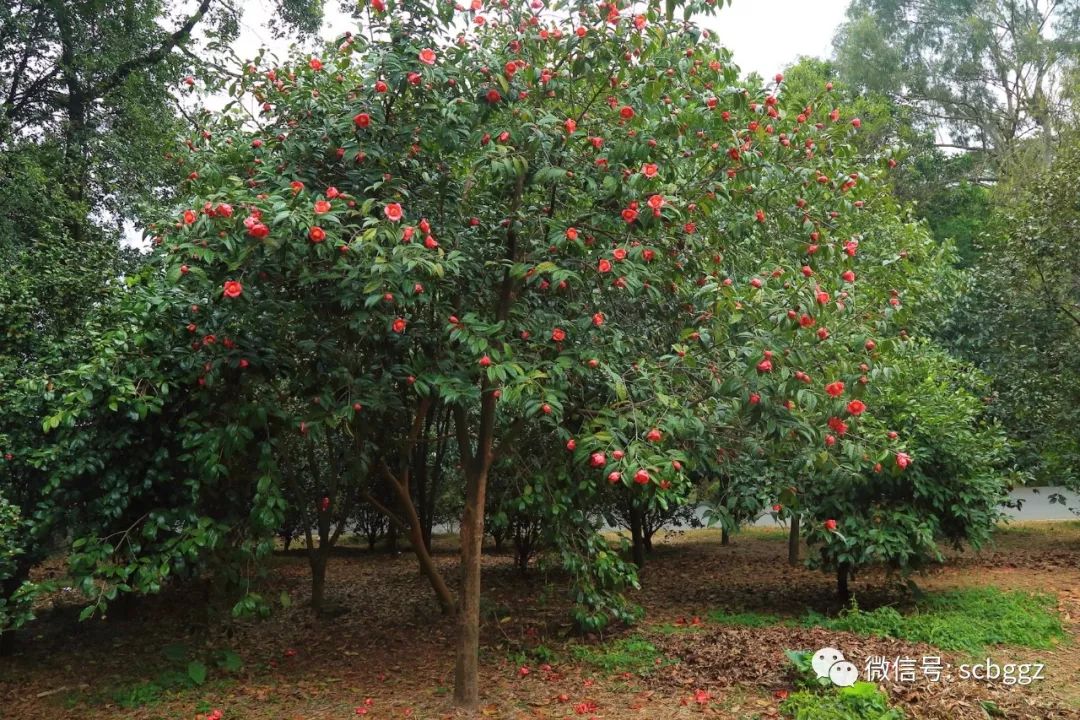 笑傲风霜——广宁红花油茶