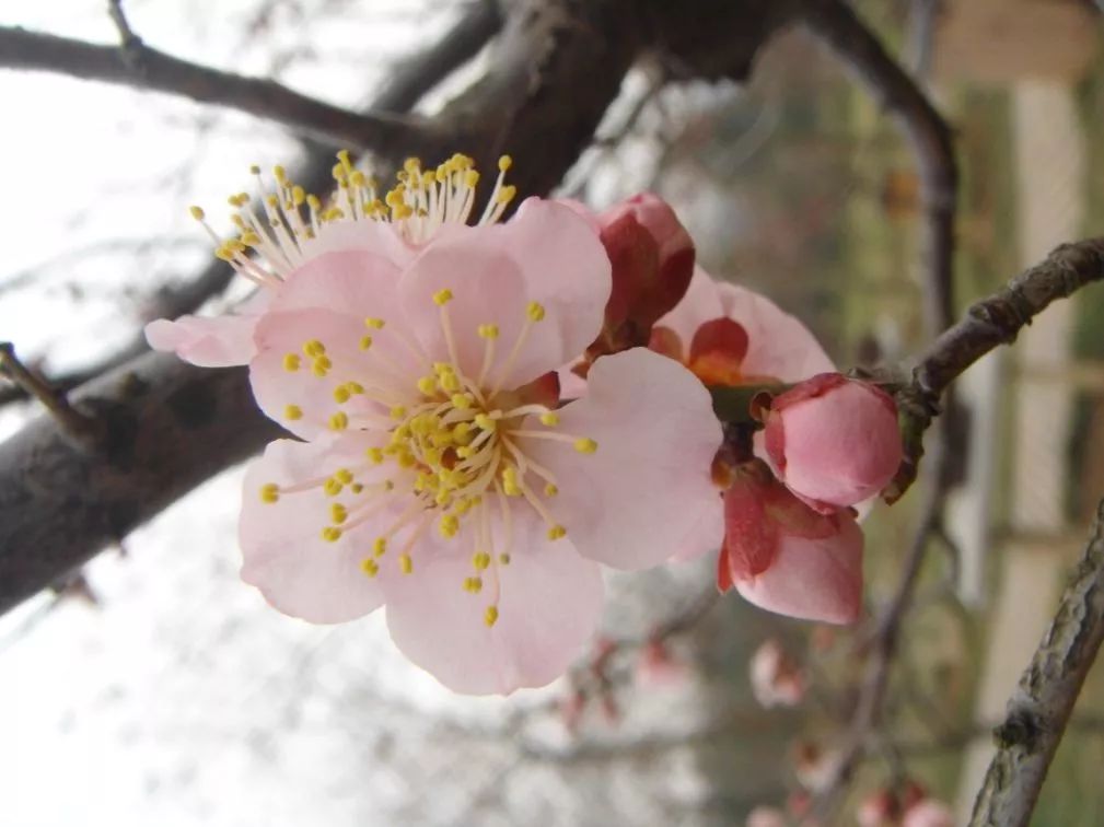 赏梅去,梅花山的梅花你认识几种