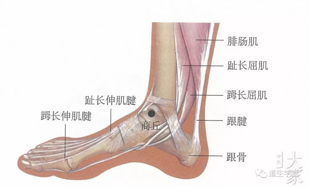 足内踝前下方凹陷处,舟骨结节与内踝尖连线的中点.当胫骨前肌腱内侧.