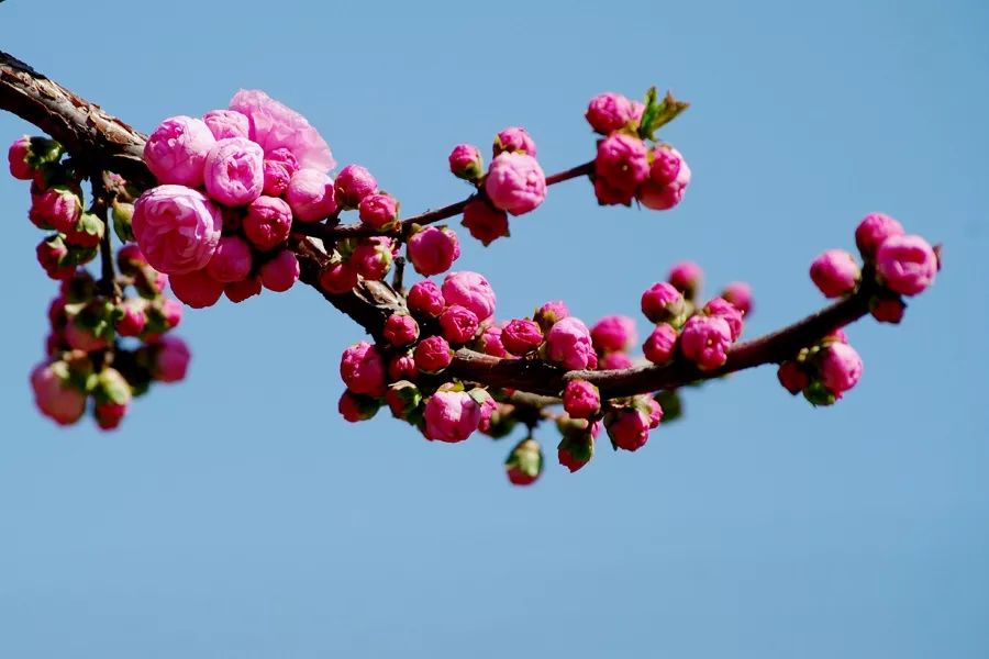 到时候全国最美的赏花地, 微风中刚嗅到一点春天的味道,南京的梅花就