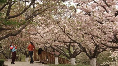 旅顺一共有三个地方可以看樱花,排名第一是龙王塘樱花园,第二是旅顺