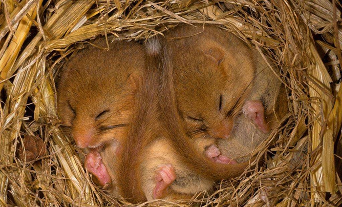图中这个睡成一团的动物叫睡鼠,长得非常可爱,它是一种小型哺乳动物