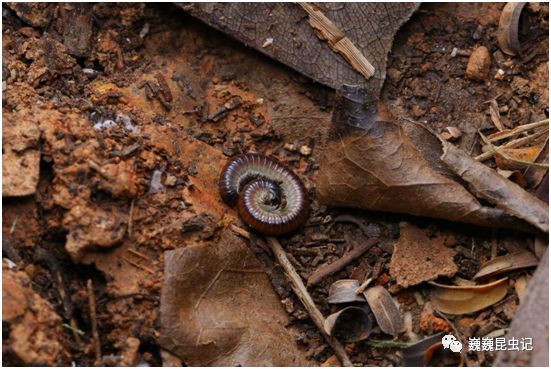 拟山蛩pseudospirobolellus avernus一种雕马陆glyphiulus sp.