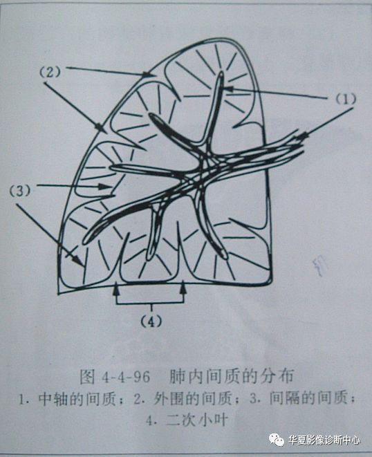 的细小支气管①肺小叶中央动脉次级肺小叶为直径约2cm的多面体结构