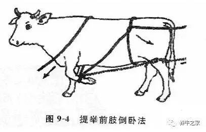 盘点那些保定牛的方法,对比一下自己能学会哪个?