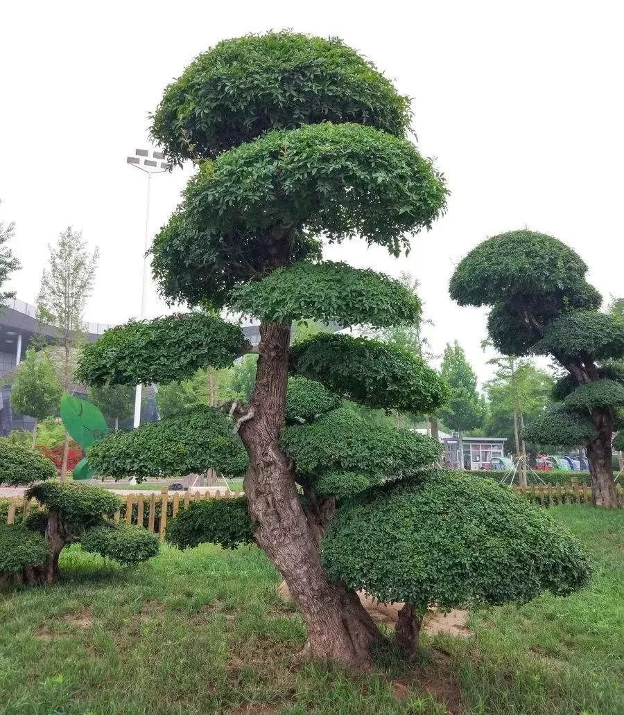 最吉祥的12种庭院主景树花开富贵满堂