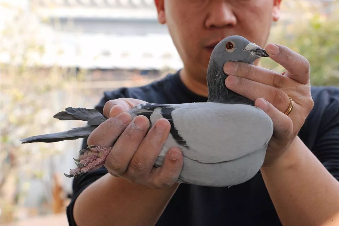 2月9日:胡刚老师新年礼——3羽好鸽上微拍!