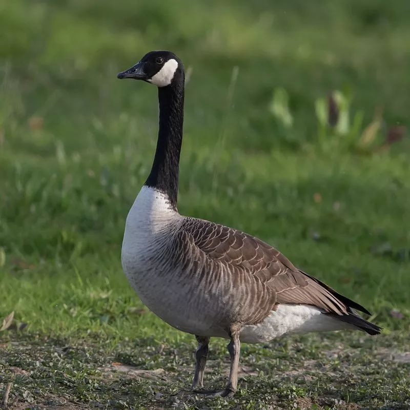 加拿大雁/加拿大鹅(canada goose)是一种大型雁类,原产于北美的北极