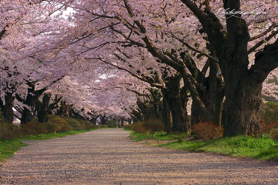 北海道地区:松前公园,二十间道.