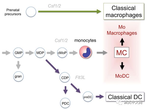 单核,巨噬,dc的关系图,以及pdc,mdc的分析