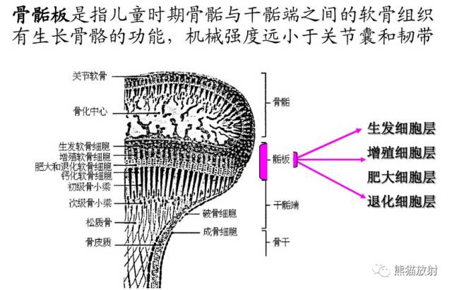 儿童长骨及干骺端带和线