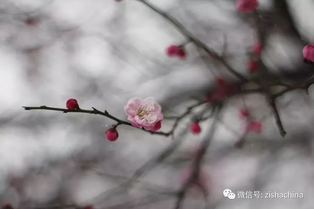 一株梅花一记朱砂