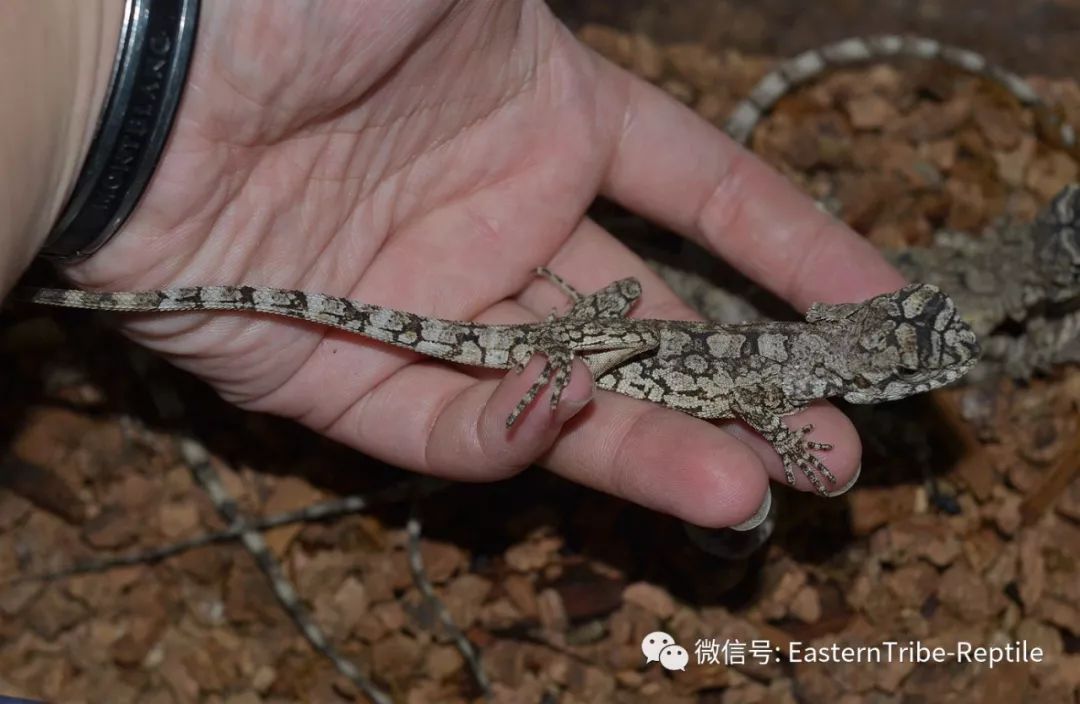 东邪图鉴恐龙时代的遗物奔跑吧斗篷蜥伞蜥chlamydosaurus