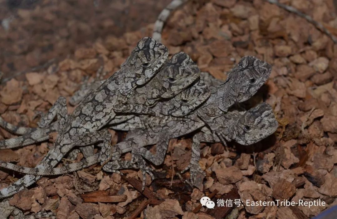 东邪图鉴恐龙时代的遗物奔跑吧斗篷蜥伞蜥chlamydosaurus