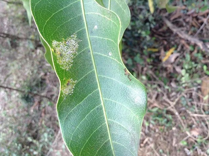 芒果结果树春季管理技术 病虫害防治重点抓