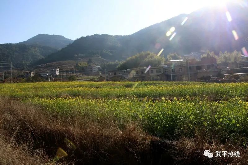 武平尧禄村油菜花好美!待天气回暖,一起赏花可好?