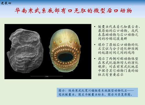 (四)华南寒武系底部有口无肛的微型后口动物