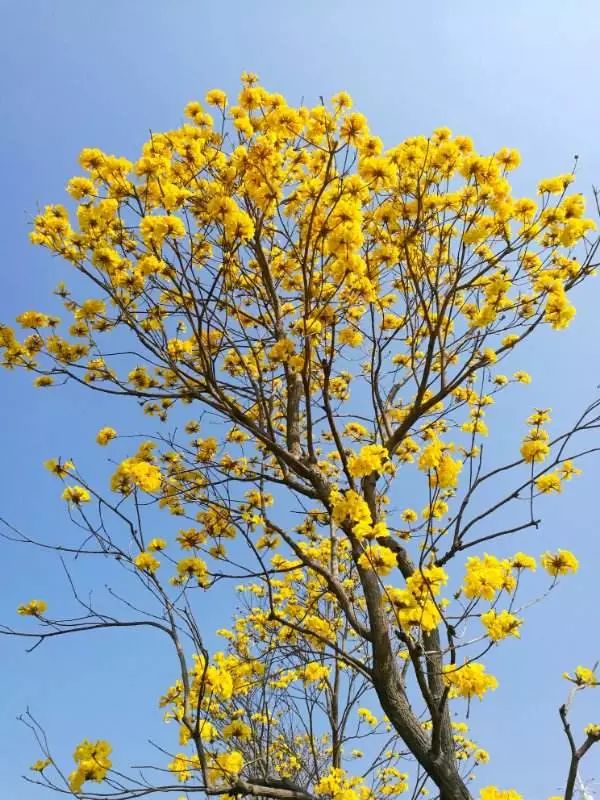 树与其生长特性是息息相关的黄花风铃木的花语是"感谢"在迎接春天的到