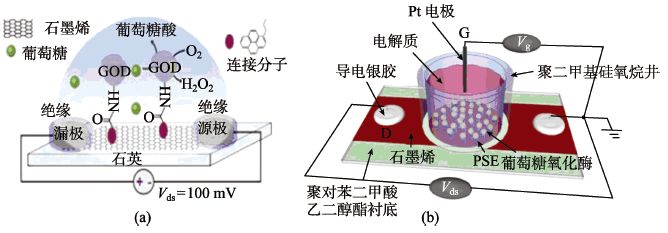 图10(a)石墨烯基液体栅极葡萄糖生物传感器;(b)柔性石墨烯基葡萄糖