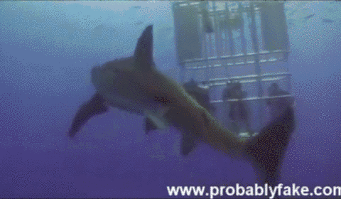 大白鲨拉翔,一旁的潜水员开心的笑出了猪叫,顺道吃了一口翔.