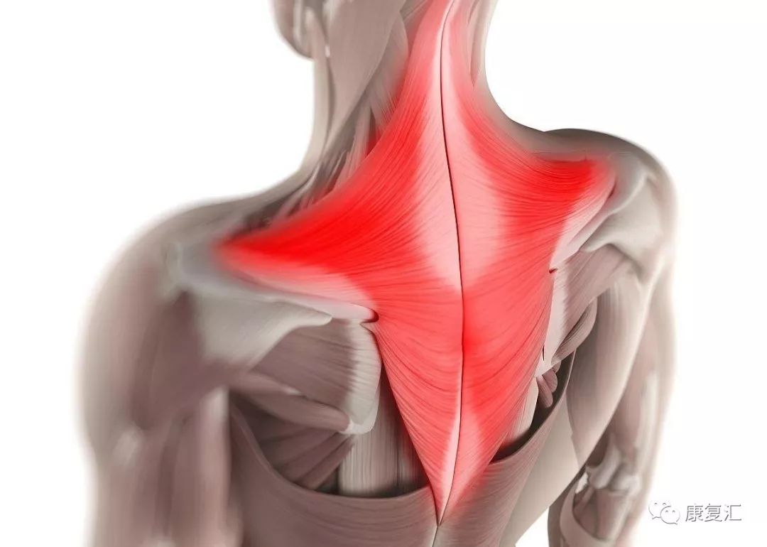 斜方肌如图所示,是对体温影响较大的肌肉.