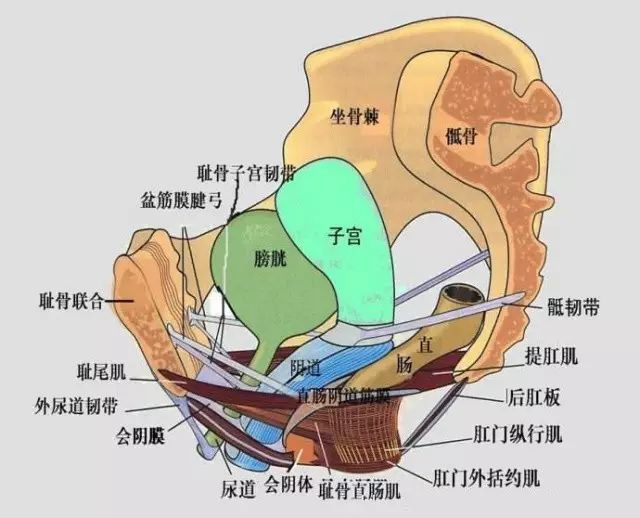 研究证明,怀孕8周后增大的子宫会干扰提肛肌的肌电及功能,重量增加的